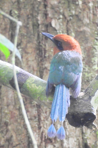 Broad-billed Motmot (Electron platyrhynchum), photo 9