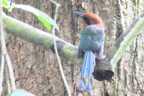 Broad-billed Motmot (Electron platyrhynchum), photo 8