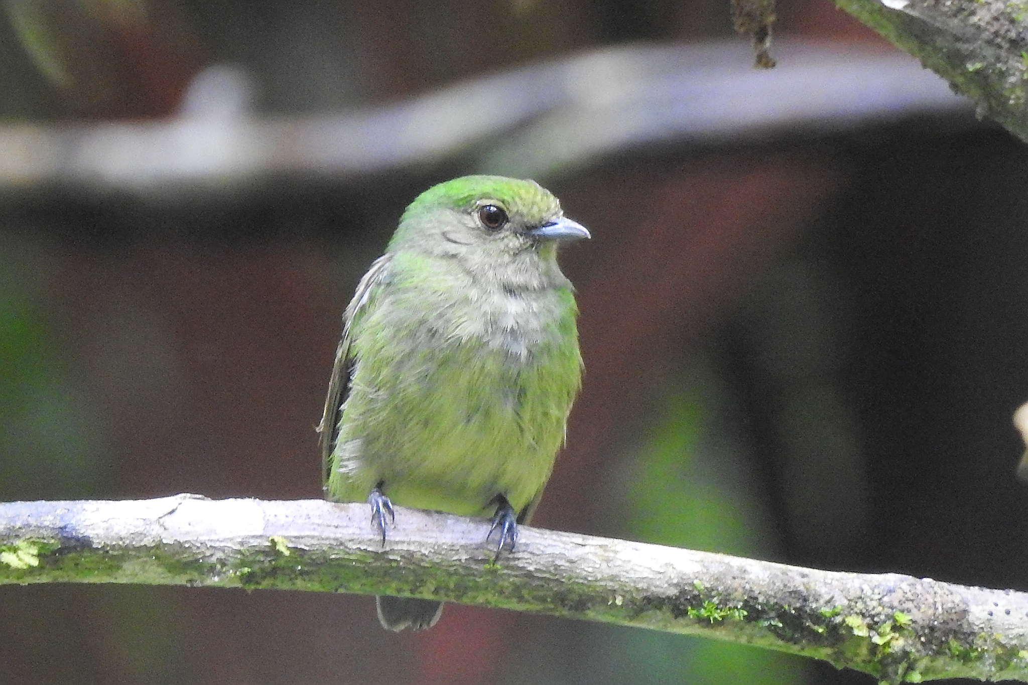 Blue-capped Manakin (Lepidothrix coronata), photo 4