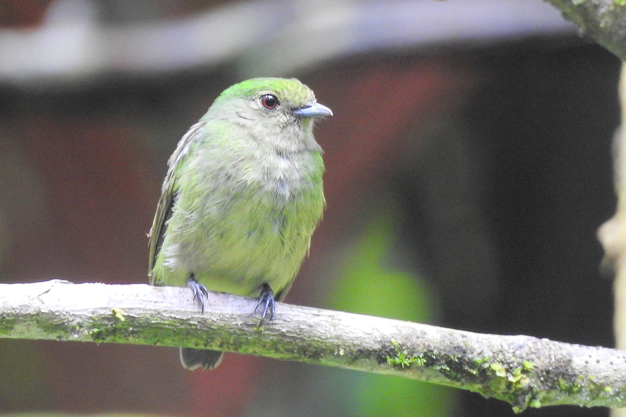 Blue-capped Manakin (Lepidothrix coronata), photo 5