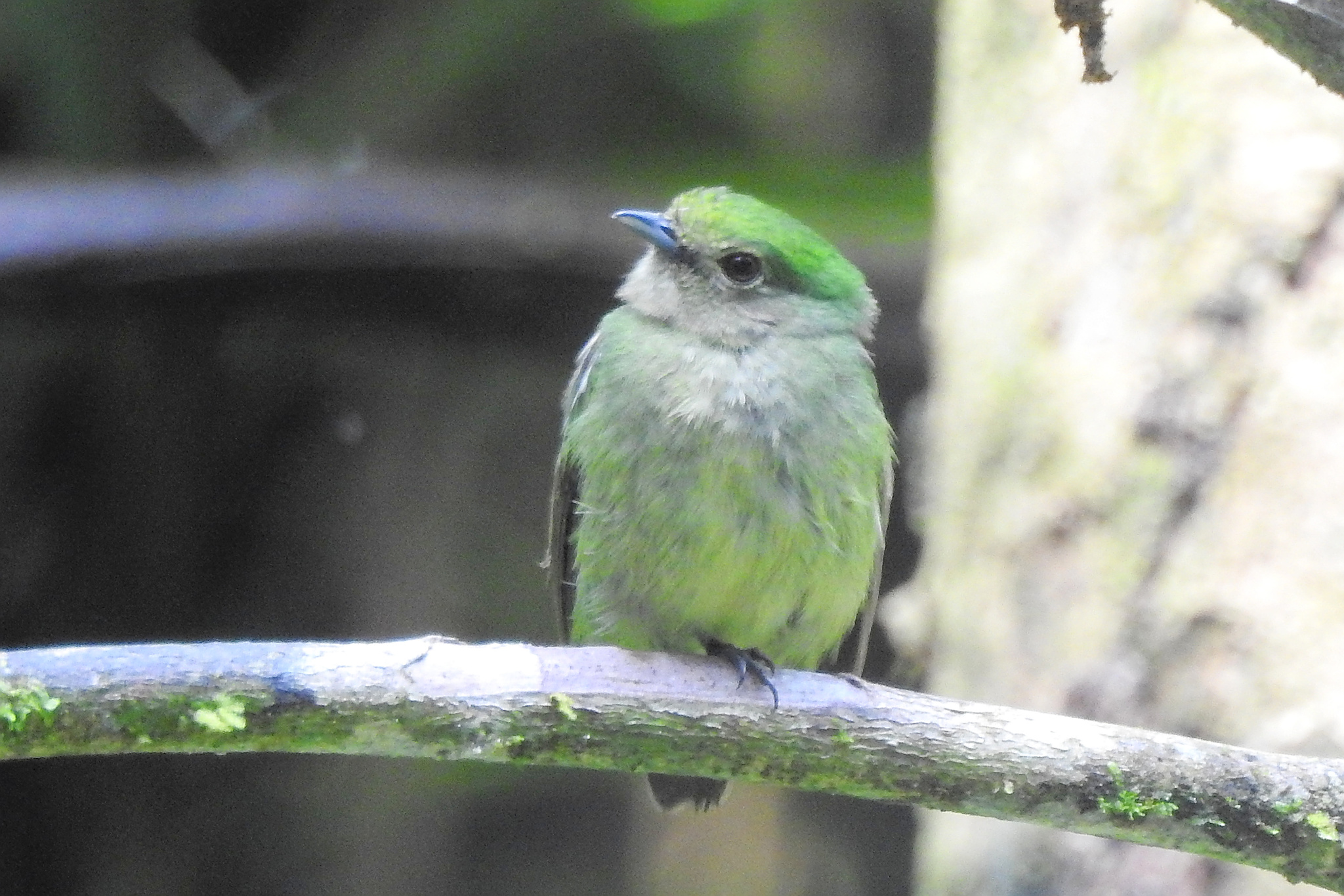 Blue-capped Manakin (Lepidothrix coronata), photo 6