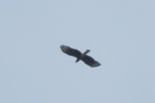 Hook-billed Kite (Chondrohierax uncinatus), photo 4