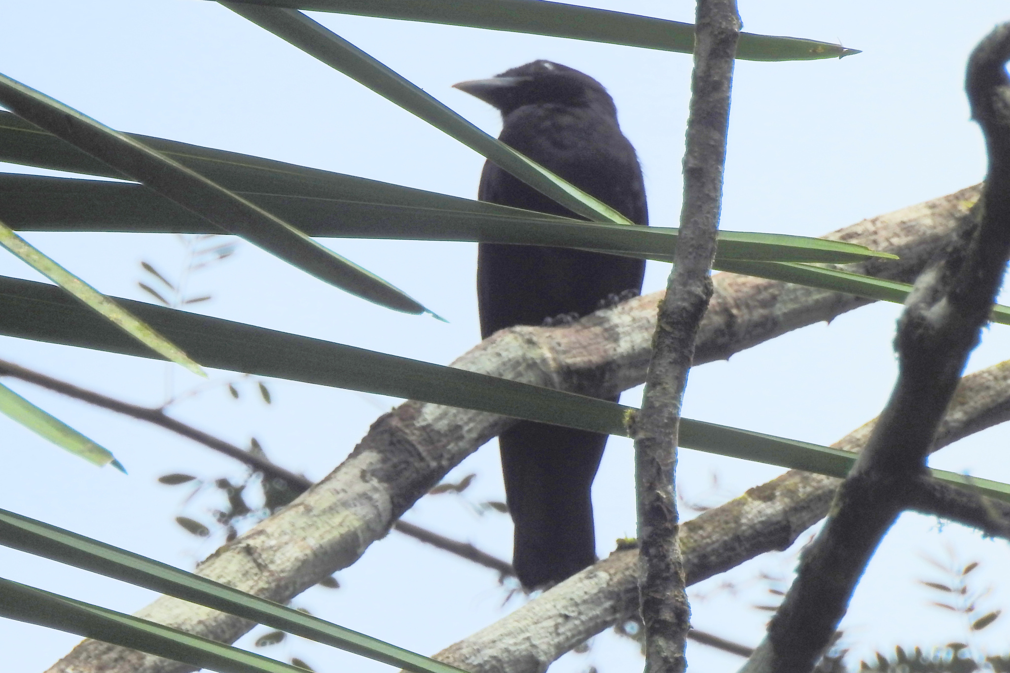 Purple-throated Fruitcrow (Querula purpurata), photo 5