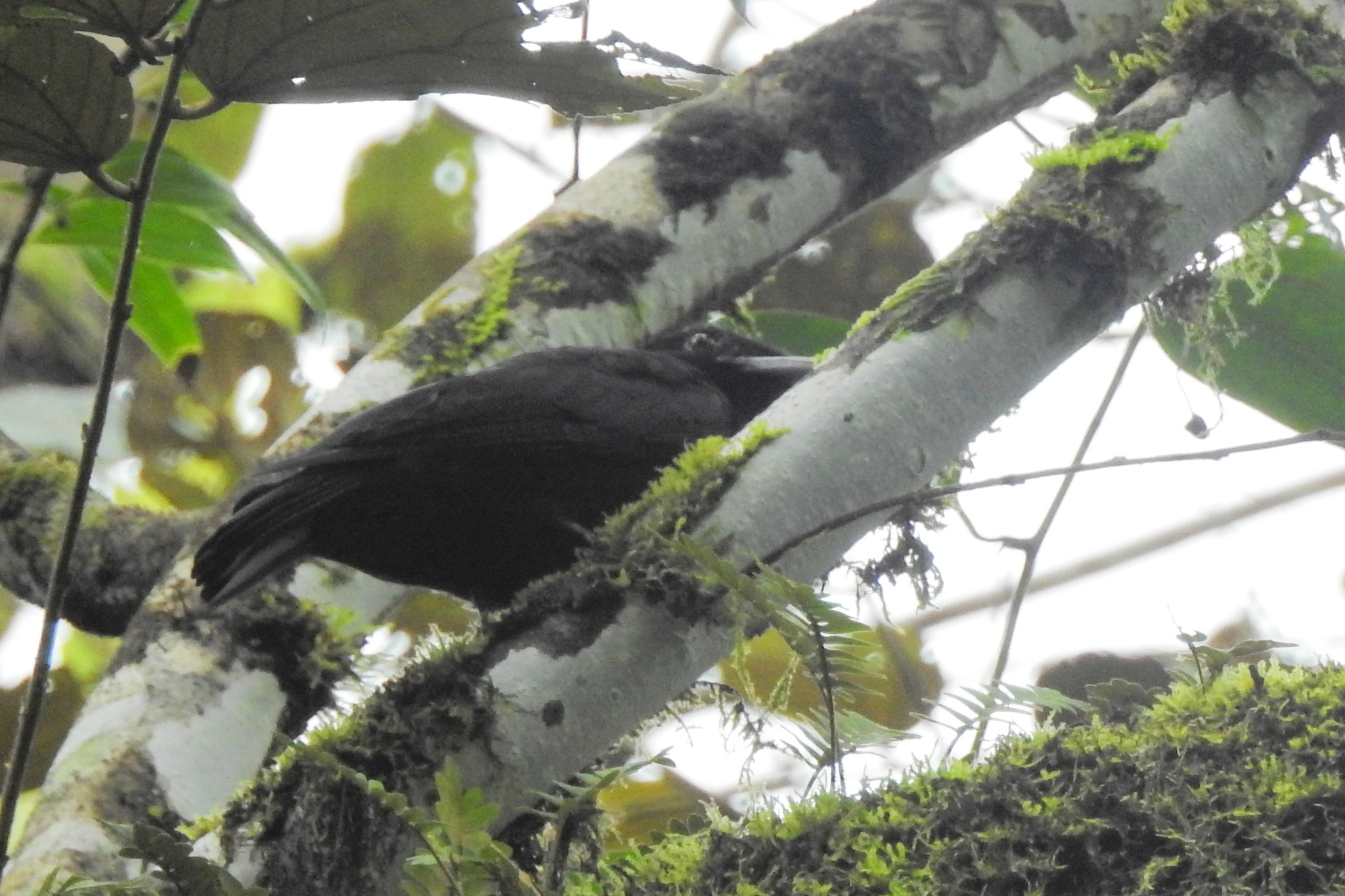 Purple-throated Fruitcrow (Querula purpurata), photo 6