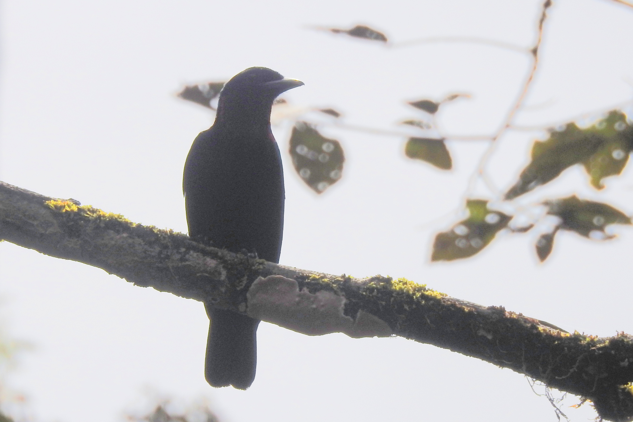 Purple-throated Fruitcrow (Querula purpurata), photo 4