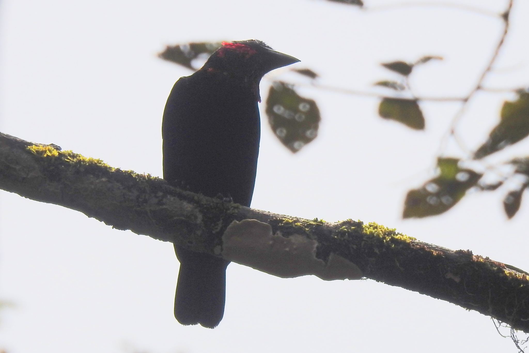 Purple-throated Fruitcrow (Querula purpurata), photo 2