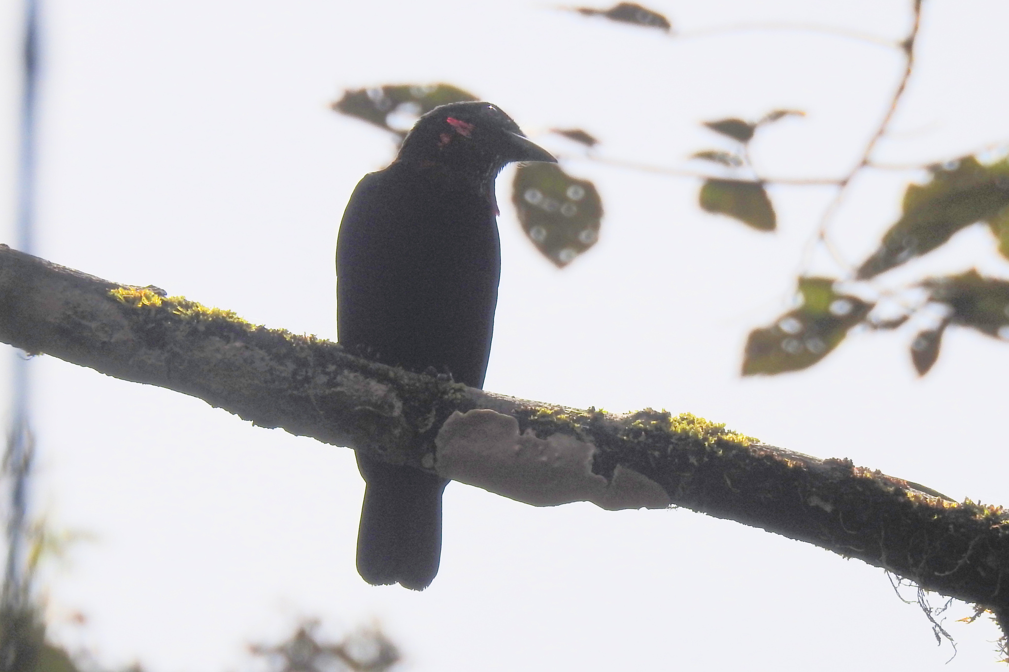 Purple-throated Fruitcrow (Querula purpurata), photo 3