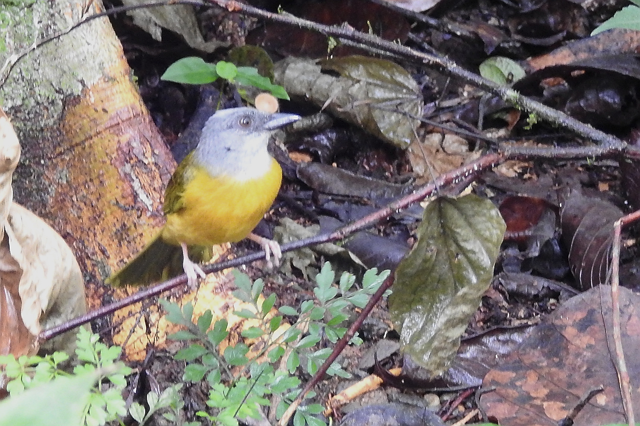 Grey-headed Tanager (Eucometis penicillata), photo 5