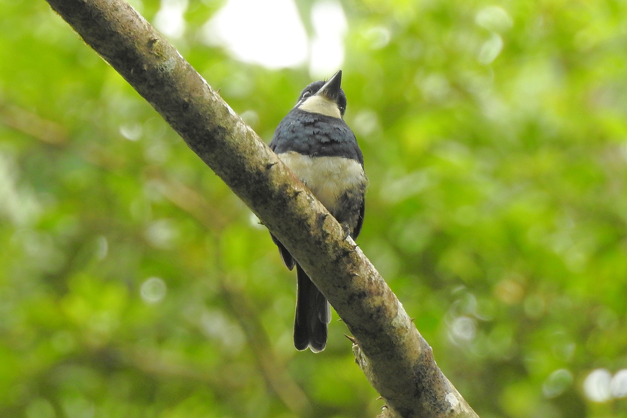 Black-breasted Puffbird (Notharchus pectoralis), photo 1