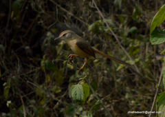 Prinia inornata