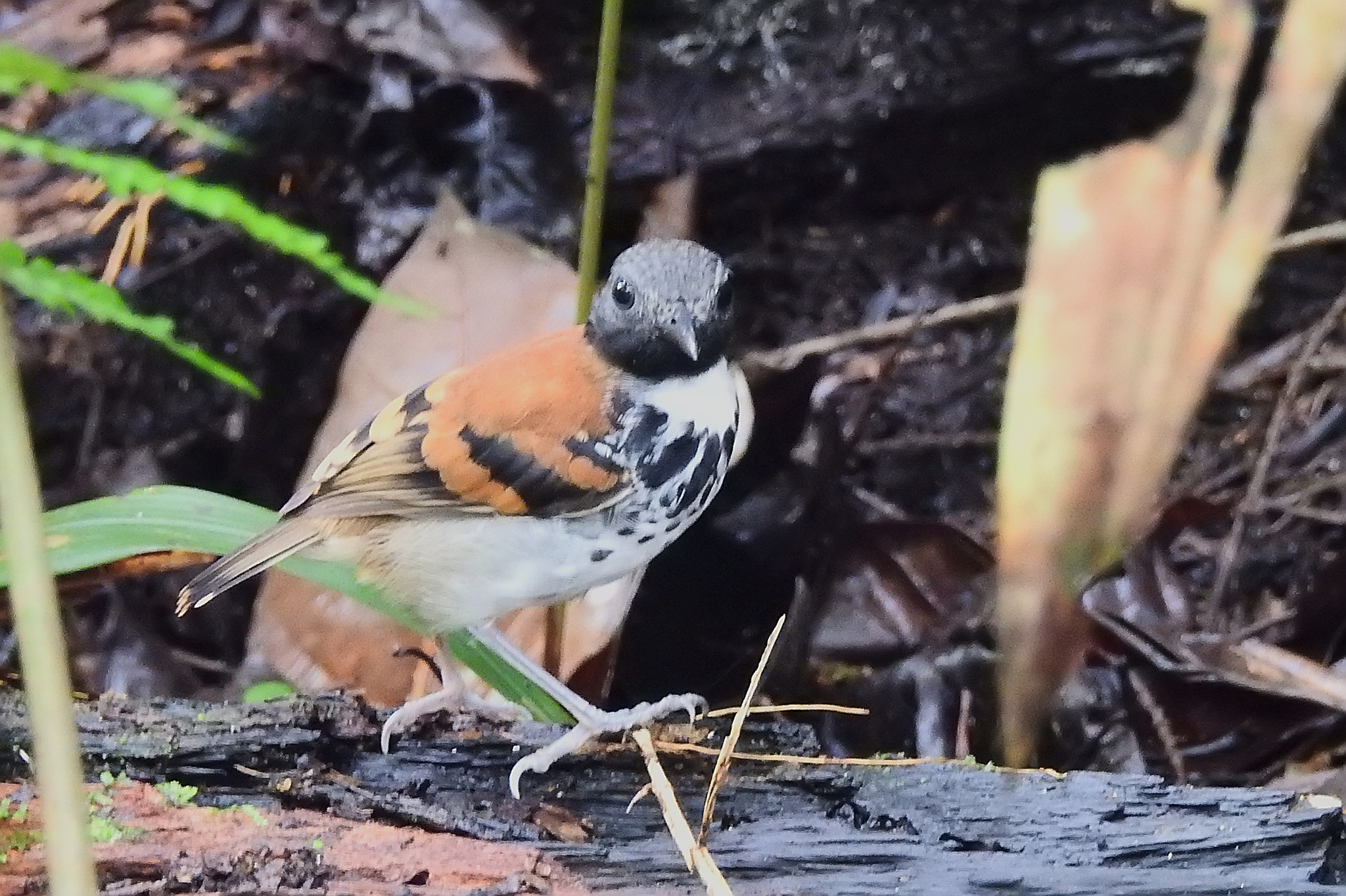 Spotted Antbird (Hylophylax naevioides), photo 5