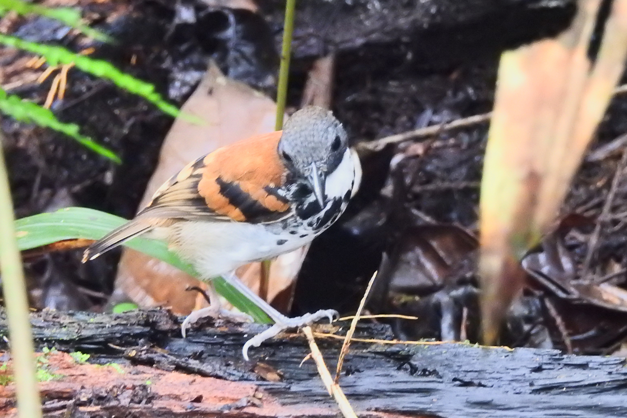 Spotted Antbird (Hylophylax naevioides), photo 4
