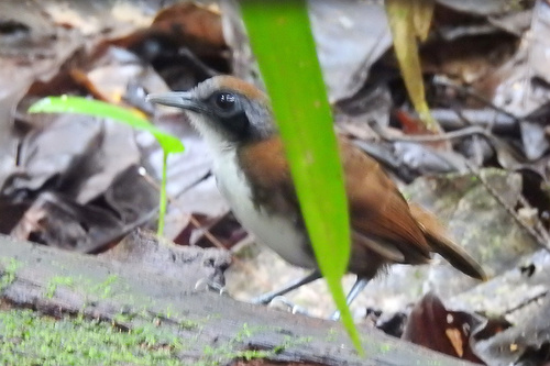 White-cheeked Antbird (Gymnopithys leucaspis)