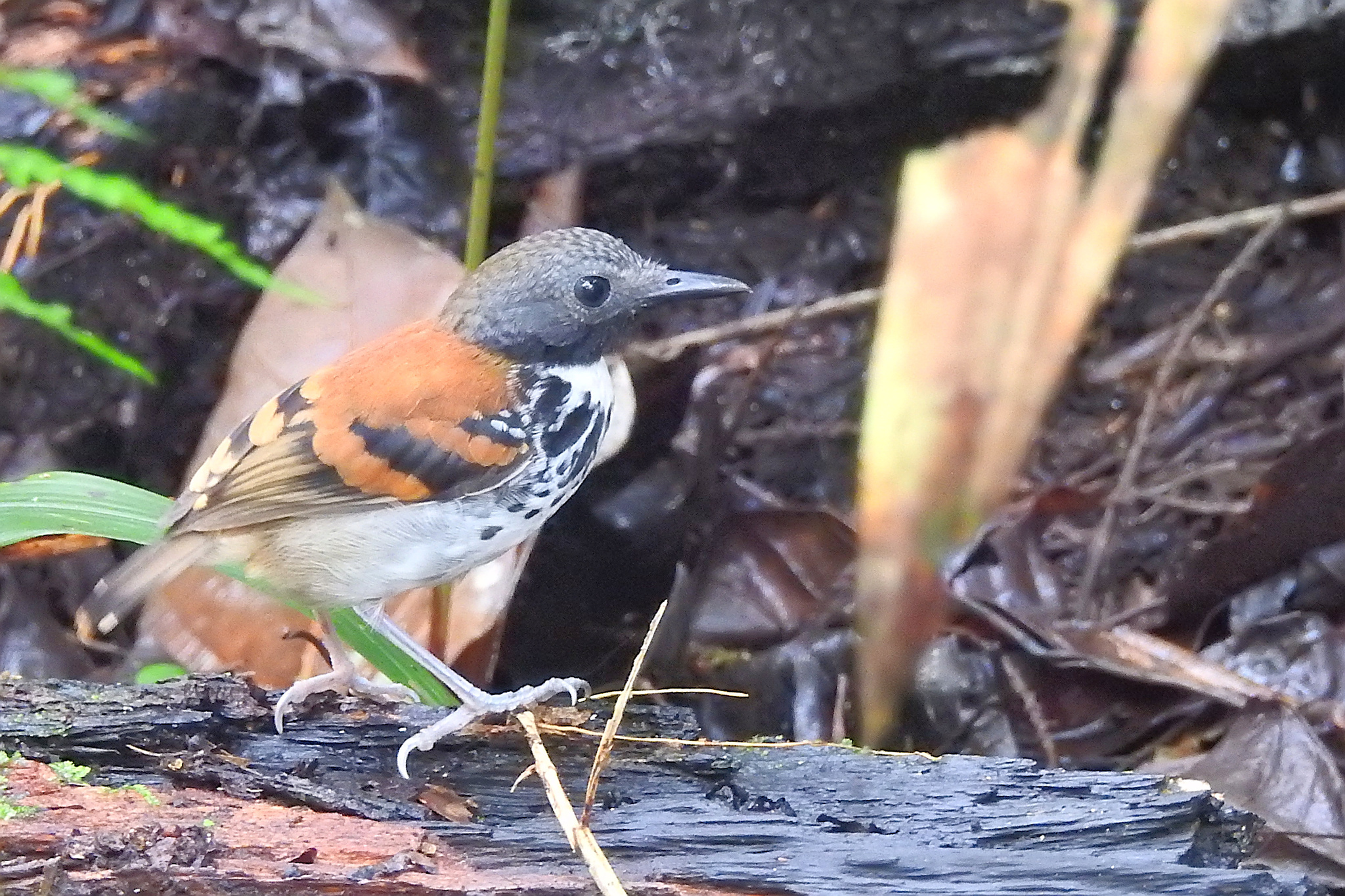 Spotted Antbird (Hylophylax naevioides), photo 3