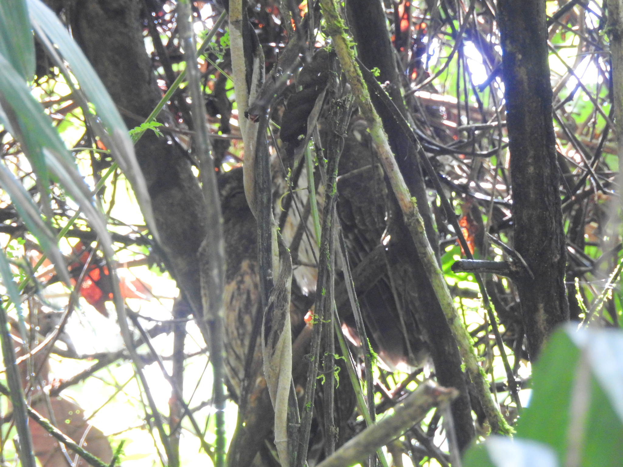 Mottled Owl (Strix virgata), photo 8