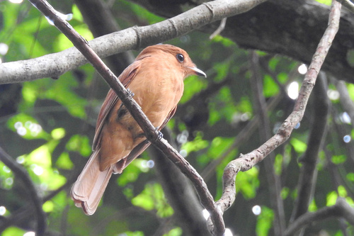 Rufous Mourner (Rhytipterna holerythra), photo 2