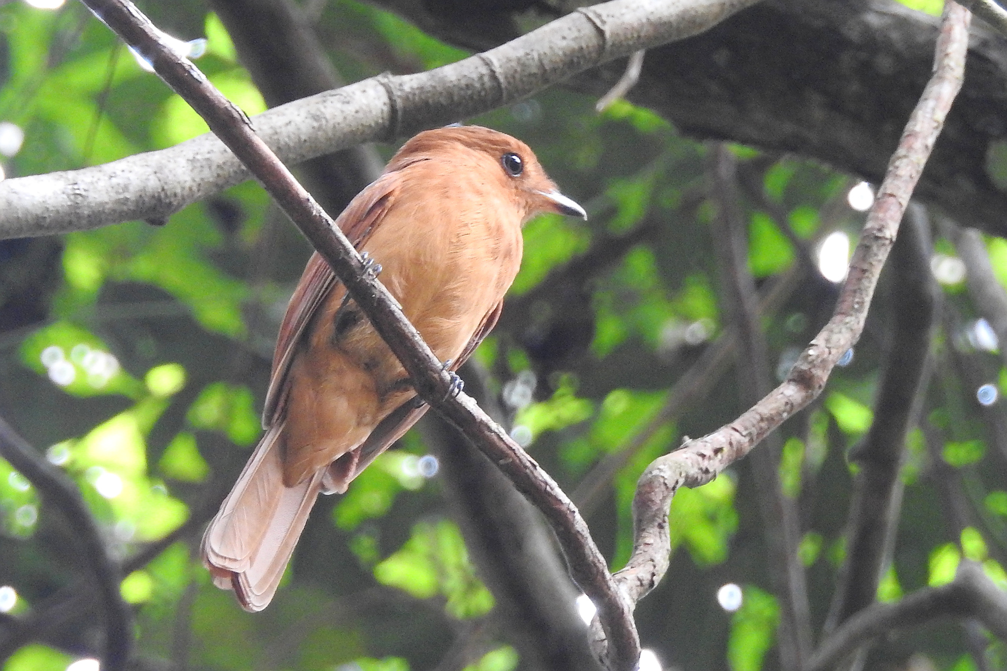 Rufous Mourner (Rhytipterna holerythra), photo 2