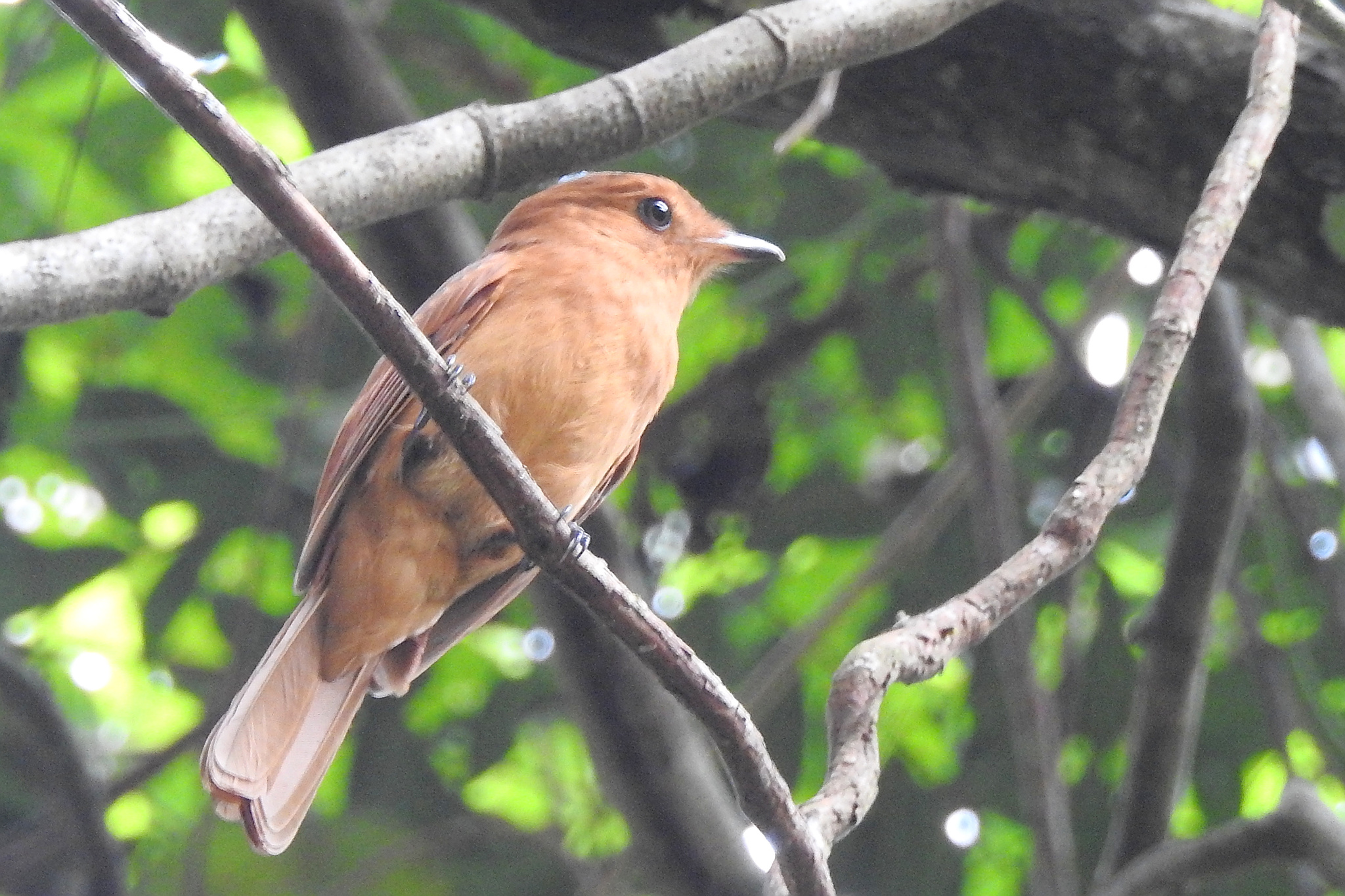 Rufous Mourner (Rhytipterna holerythra), photo 1