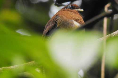 Amazonian Black-throated Trogon (Trogon rufus), photo 6