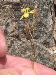 Bulbine favosa