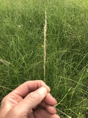 Trisetopsis imberbis