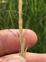 Trisetopsis imberbis