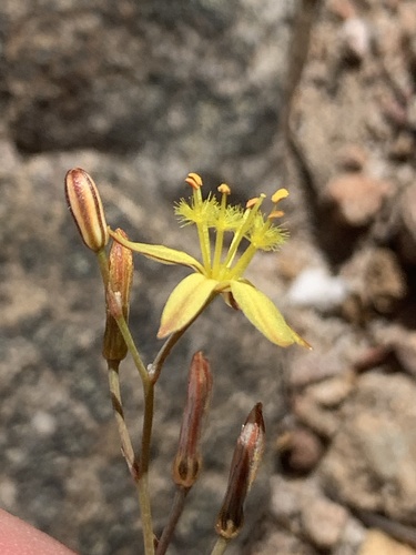 Bulbine favosa (Thunb.) Schult. & Schult.f.