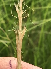 Trisetopsis imberbis