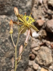 Bulbine favosa