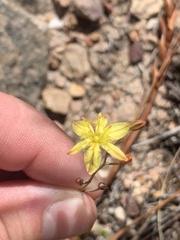 Bulbine favosa