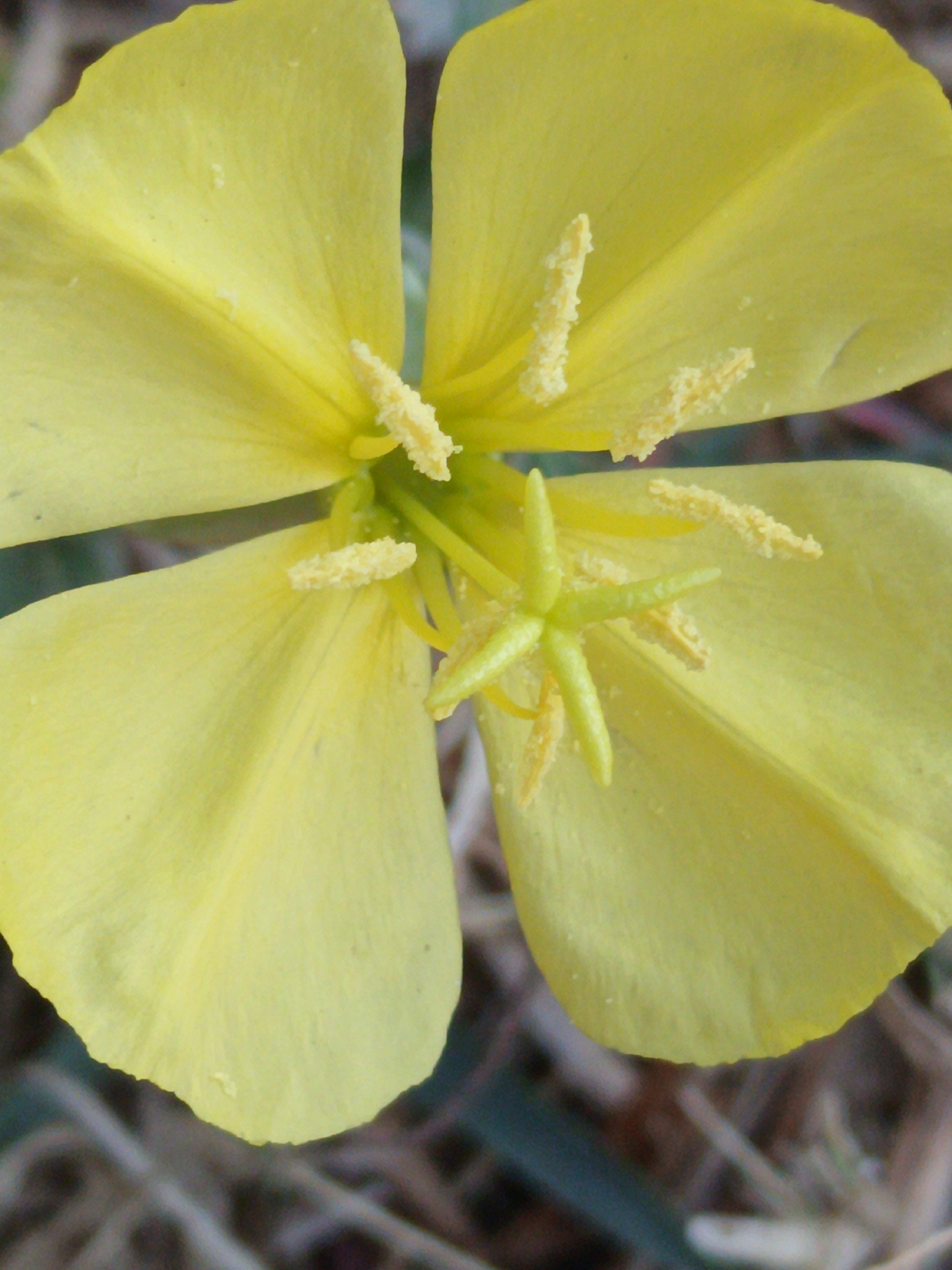 Yellow evening primrose