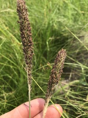 Cenchrus sphacelatus