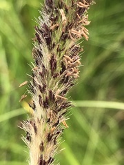 Cenchrus sphacelatus