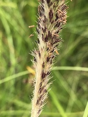 Cenchrus sphacelatus