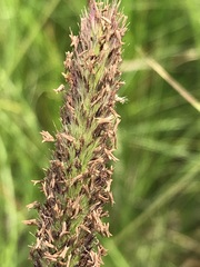 Cenchrus sphacelatus