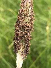 Cenchrus sphacelatus