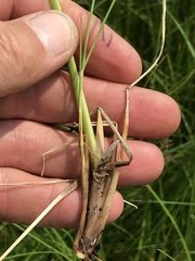 Cenchrus sphacelatus