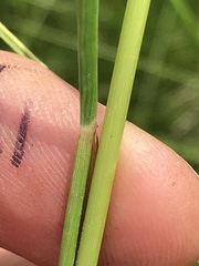 Cenchrus sphacelatus