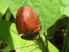 Botanochara impressa