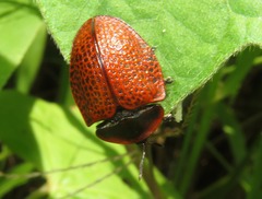 Botanochara impressa