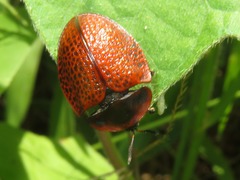 Botanochara impressa