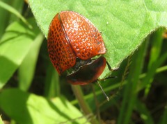 Botanochara impressa