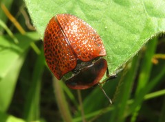 Botanochara impressa