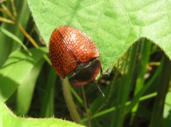 Botanochara impressa