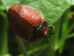 Botanochara impressa