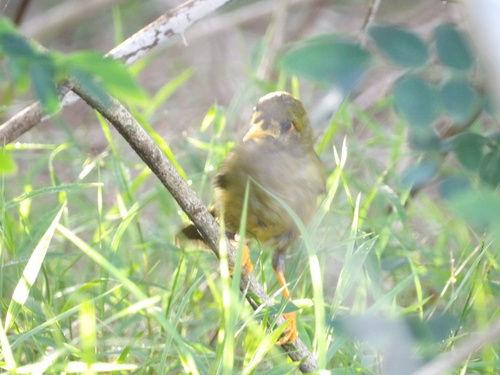 Bell Miner (Manorina melanophrys), photo 2
