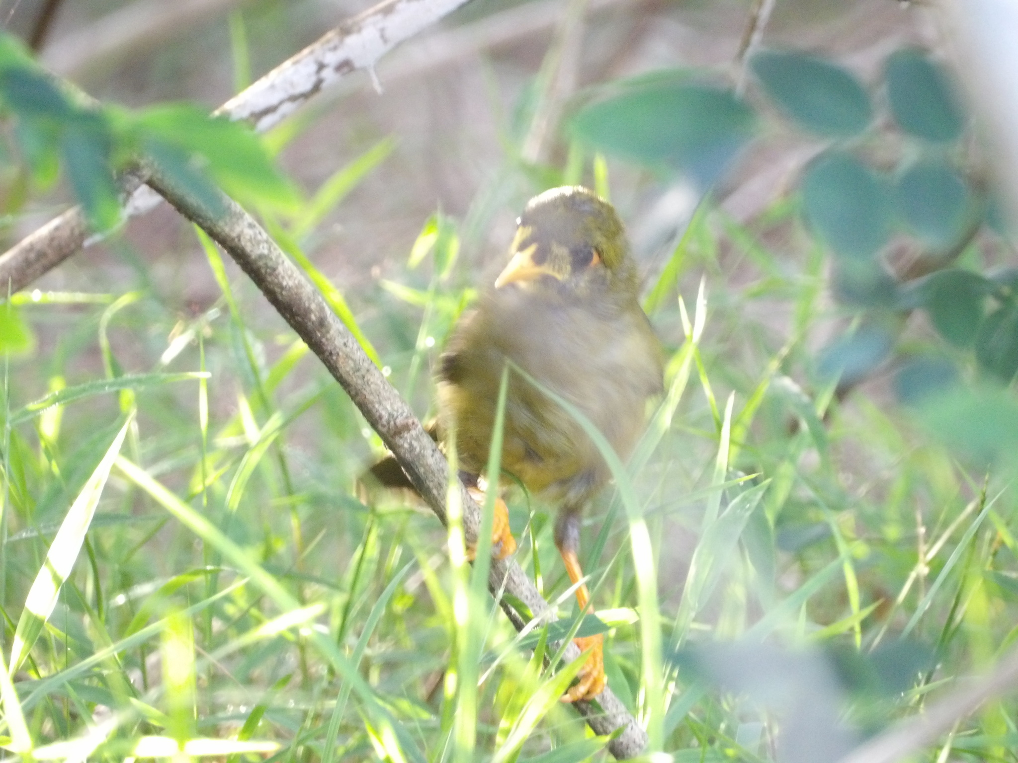 Bell Miner (Manorina melanophrys), photo 2