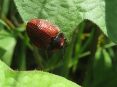 Botanochara impressa