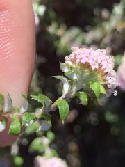Stoebe prostrata
