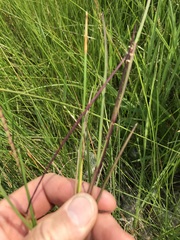 Hemarthria altissima